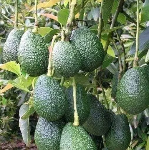 Hass Avocado (Grafted Seedlings)