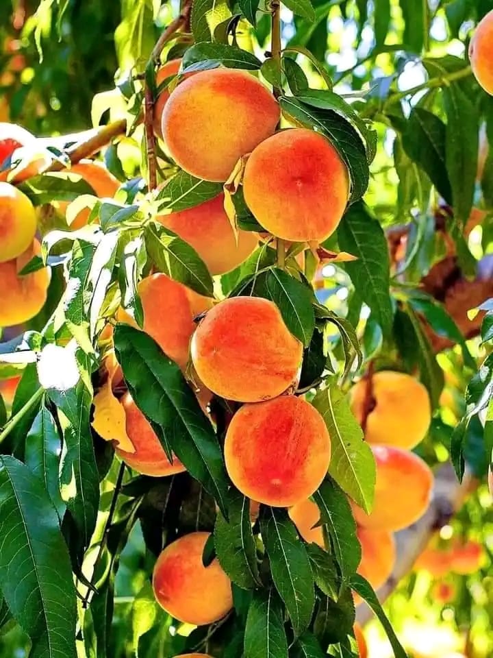 Grafted Mango Seedlings (Assorted Varieties)