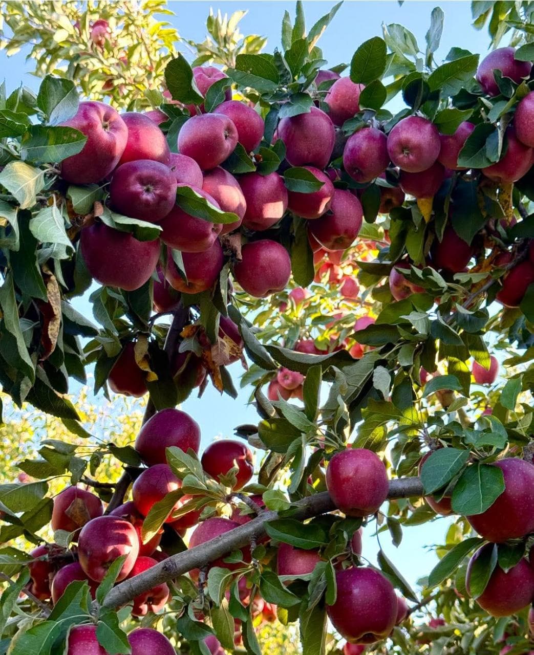 Apple 🍎 seedlings. 0723693591