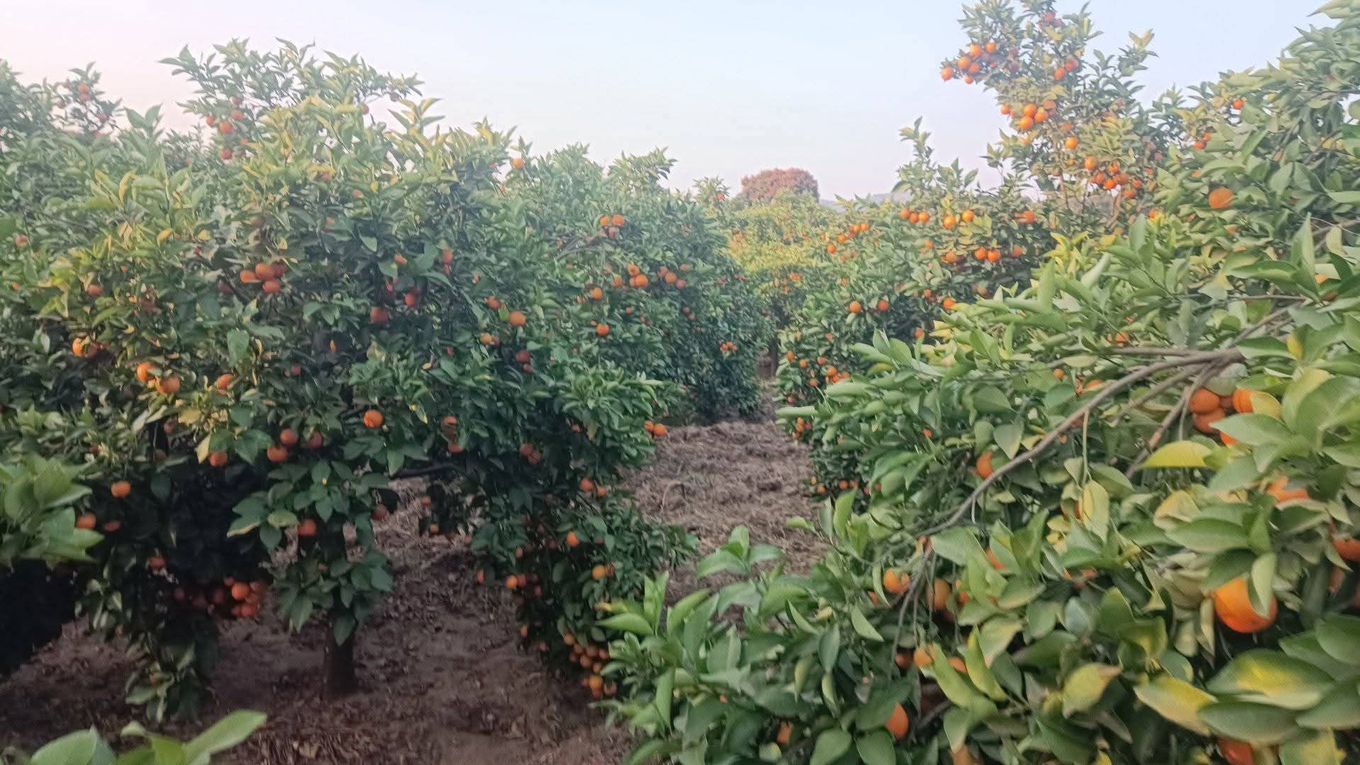 Pixie orange seedlings. 0723693591