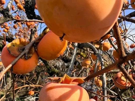 Persimmon seedlings varieties 