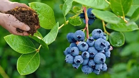 Blueberry 🫐 Seedlings. 0723693591